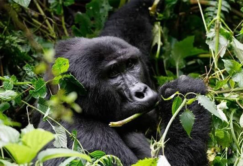 Why Uganda Is More Affordable Than Rwanda