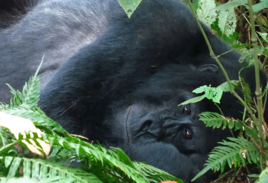 Documentation Requirements for a Gorilla Trekking Experience
