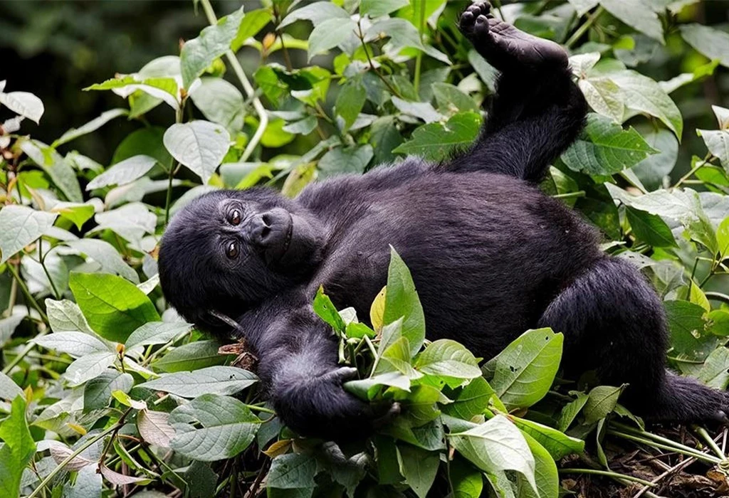  Experience affordable gorilla trekking in Uganda's low season 