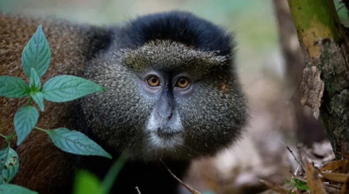 How Long Can You Stay with the Golden Monkeys in Mgahinga Gorilla National Park?