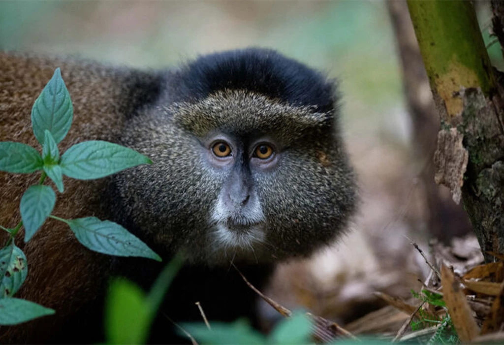 How Long Can You Stay with the Golden Monkeys in Mgahinga Gorilla National Park?