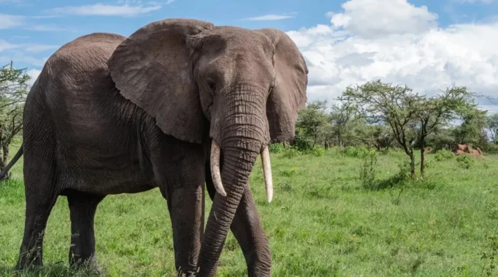10-Day Kenya Honeymoon Safari.