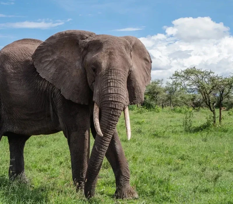 10-Day Kenya Honeymoon Safari.