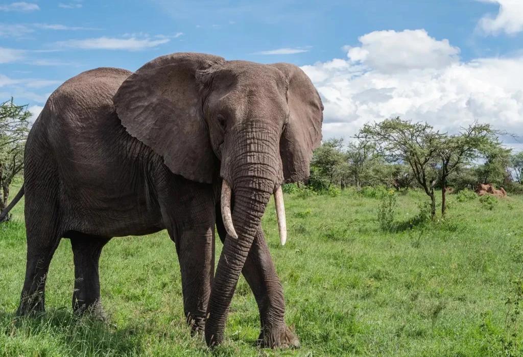 10-Day Kenya Honeymoon Safari.