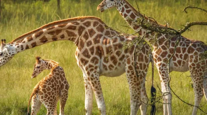 7-Day Rwanda, Uganda and Kenya Safari.