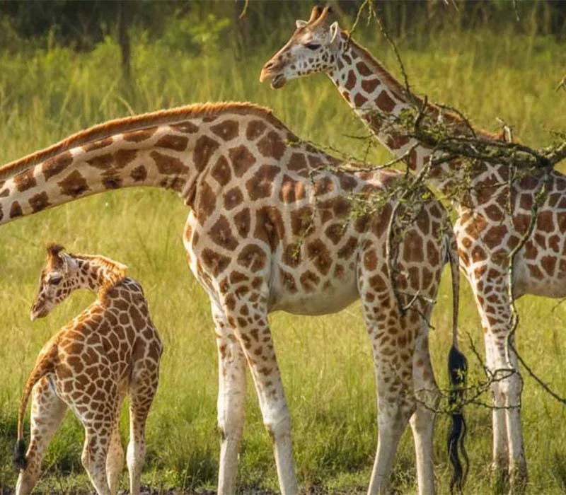7-Day Rwanda, Uganda and Kenya Safari.