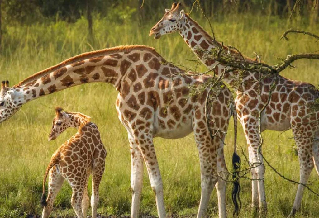 7-Day Rwanda, Uganda and Kenya Safari.