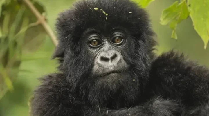 Frequently Asked Questions About Gorilla Trekking in Volcanoes National Park.
