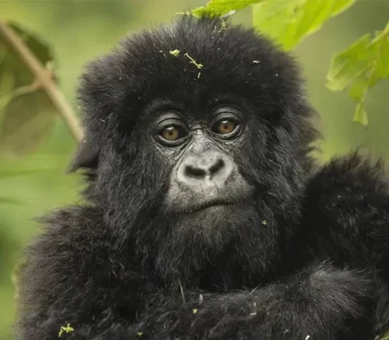 Frequently Asked Questions About Gorilla Trekking in Volcanoes National Park.