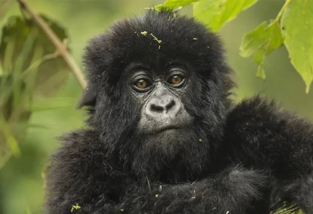 Frequently Asked Questions About Gorilla Trekking in Volcanoes National Park.