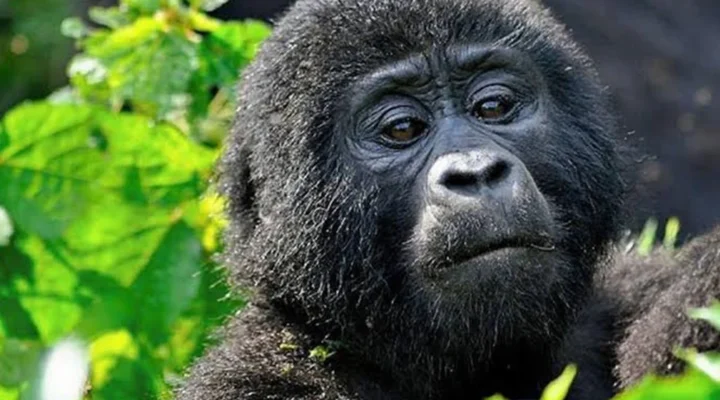 11-Day Rwanda Gorilla Safari with Uganda Safari to Kidepo and Murchison Falls.