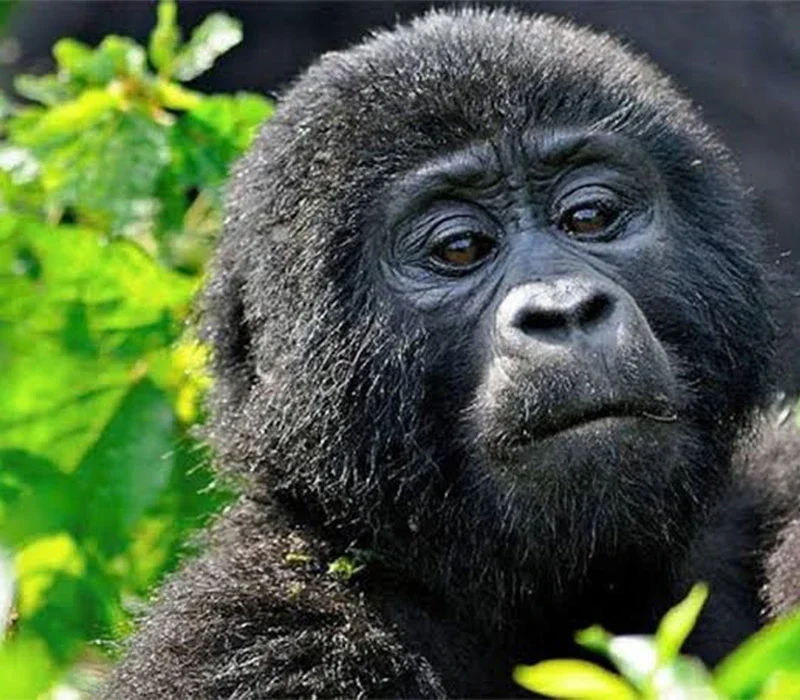 11-Day Rwanda Gorilla Safari with Uganda Safari to Kidepo and Murchison Falls.