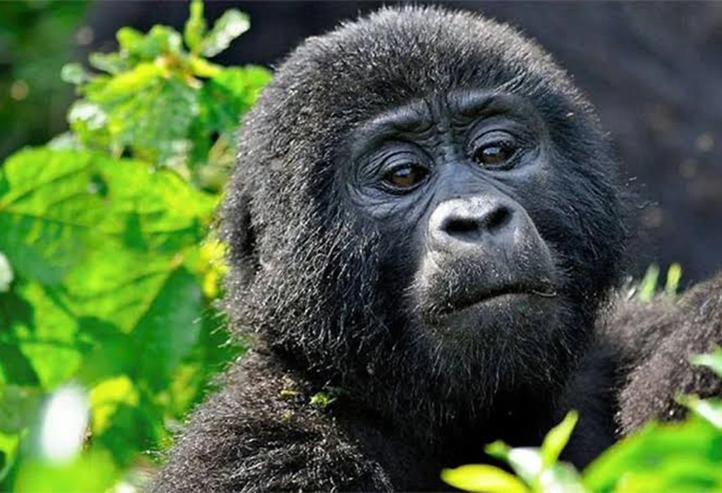 11-Day Rwanda Gorilla Safari with Uganda Safari to Kidepo and Murchison Falls.
