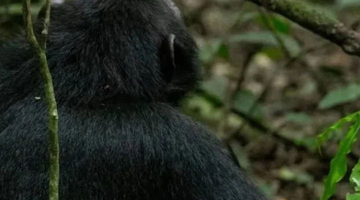 Why Going on a Gorilla Trek in the Off-Season Is Preferable.