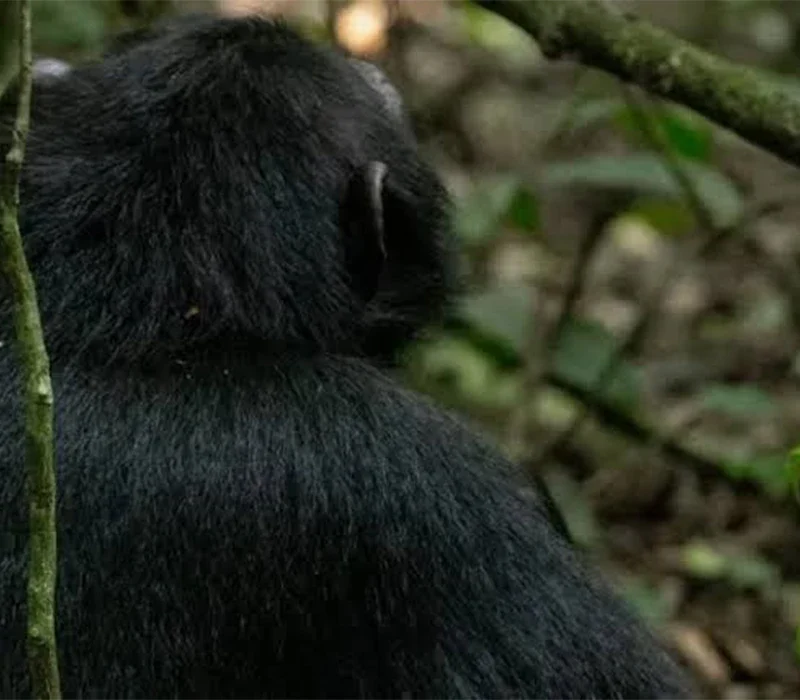 Why Going on a Gorilla Trek in the Off-Season Is Preferable.