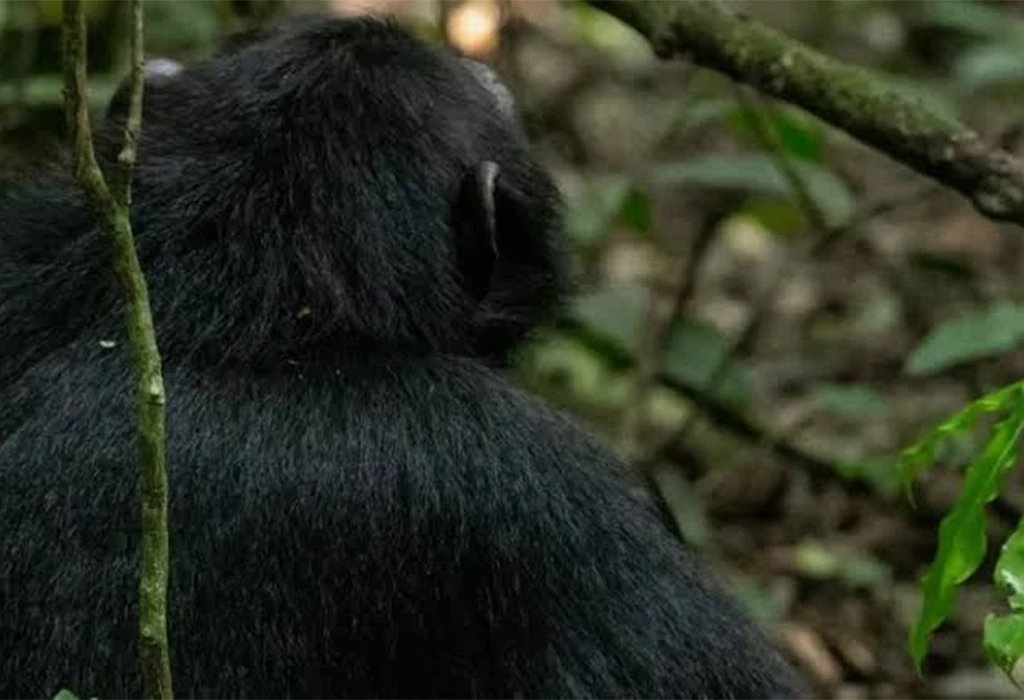 Why Going on a Gorilla Trek in the Off-Season Is Preferable.