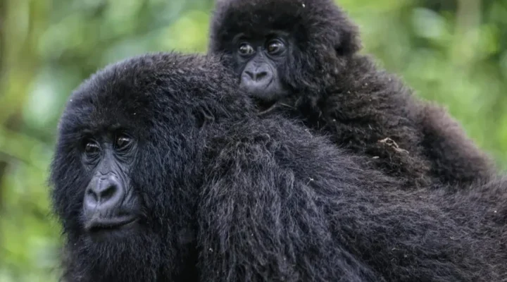Is Gorilla Trekking Safe in Uganda and Rwanda?