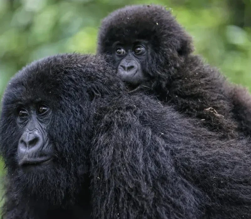 Is Gorilla Trekking Safe in Uganda and Rwanda?