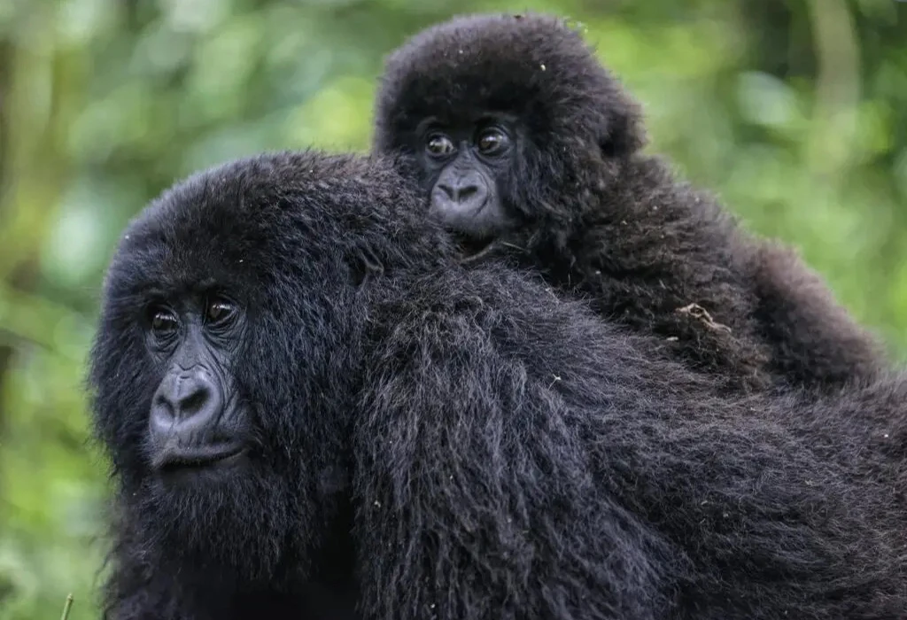 Is Gorilla Trekking Safe in Uganda and Rwanda?