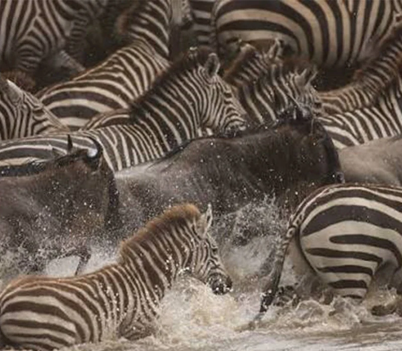 Great Wildebeest Migration in Tanzania and Kenya.