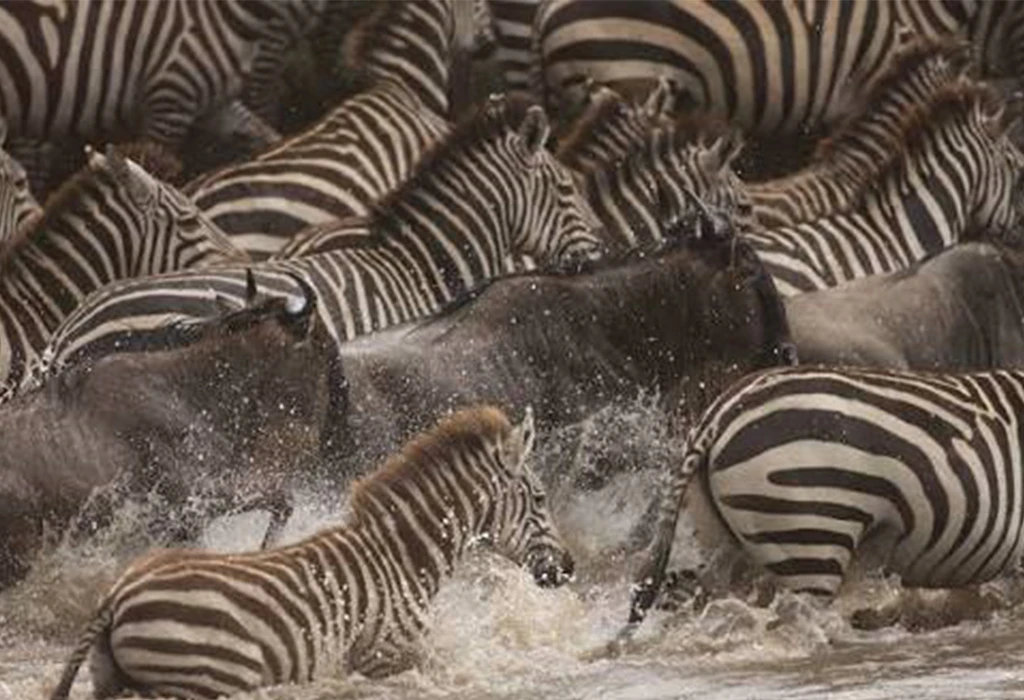 Great Wildebeest Migration in Tanzania and Kenya.