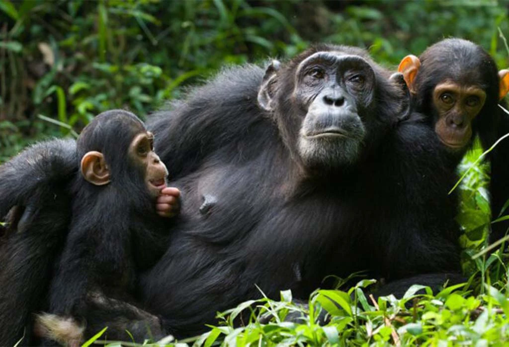 Kigali to Nyungwe National Park