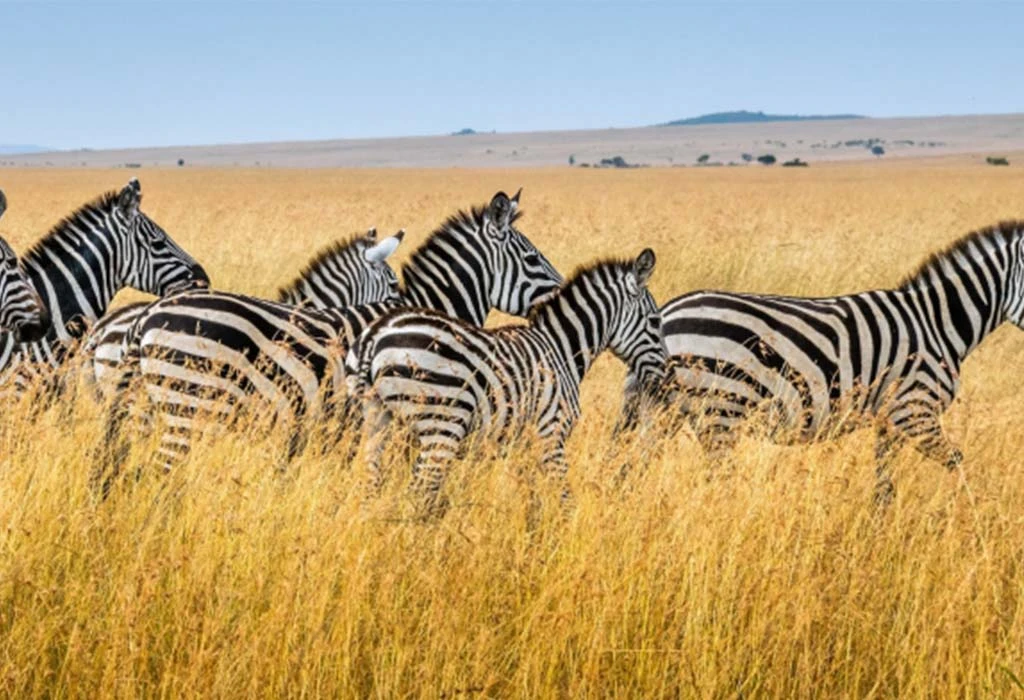 Maasai Mara Wildlife and Cultural Experience