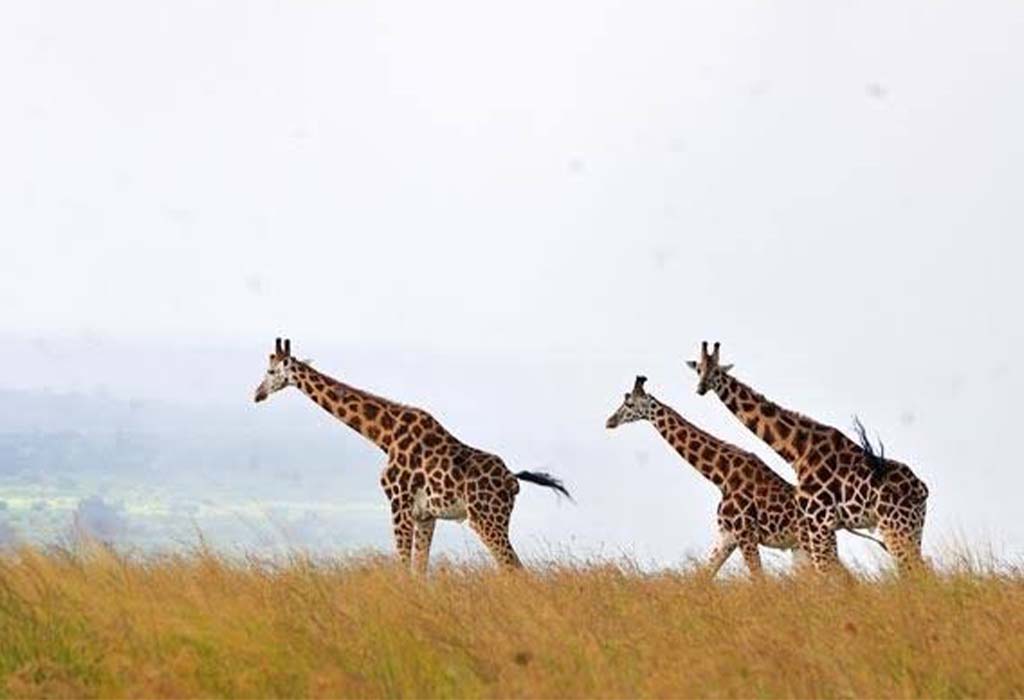 Murchison Falls National Park