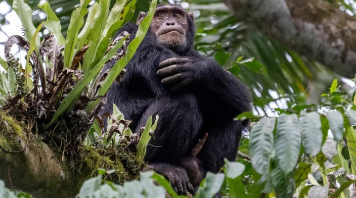 Best Things to Do on Vacation in Nyungwe Forest National Park