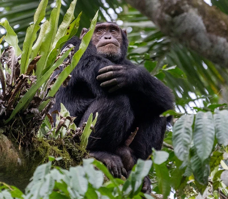 Best Things to Do on Vacation in Nyungwe Forest National Park