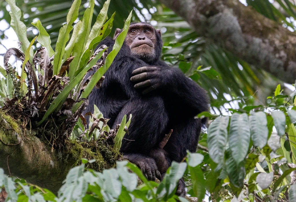 Best Things to Do on Vacation in Nyungwe Forest National Park