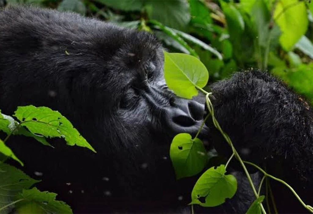 Pack the Right Gorilla Trekking Gear