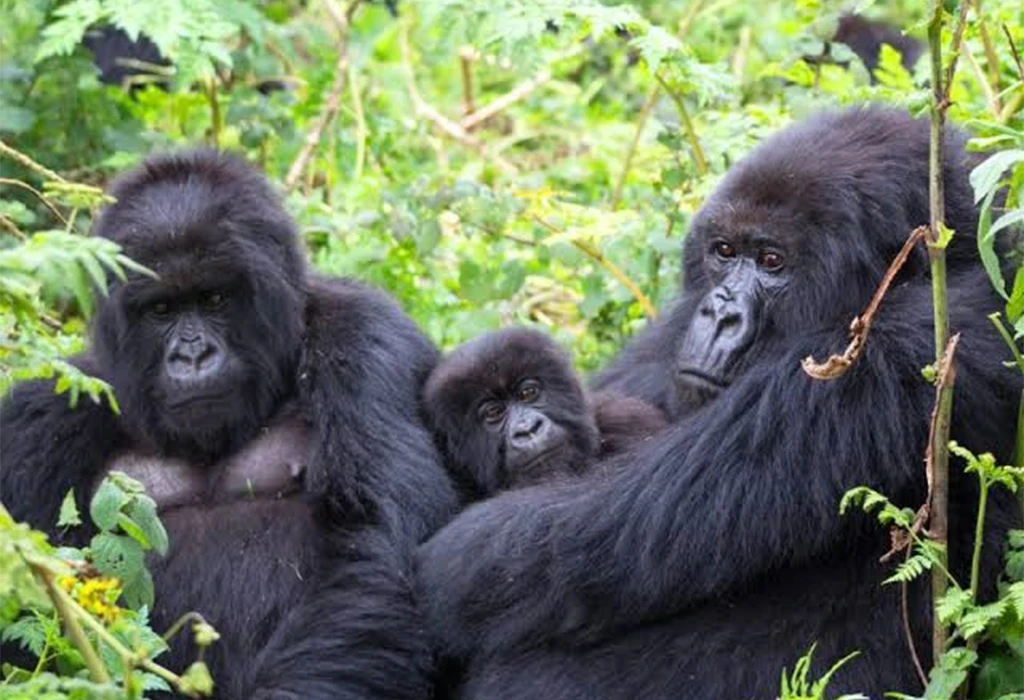 Plan Your Off-Season Gorilla Safari with Experiya Tour Company