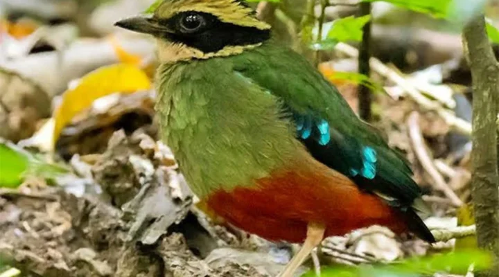 Rare Birds in the Rift Valley Region