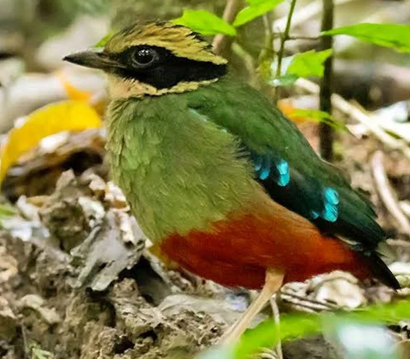 Rare Birds in the Rift Valley Region