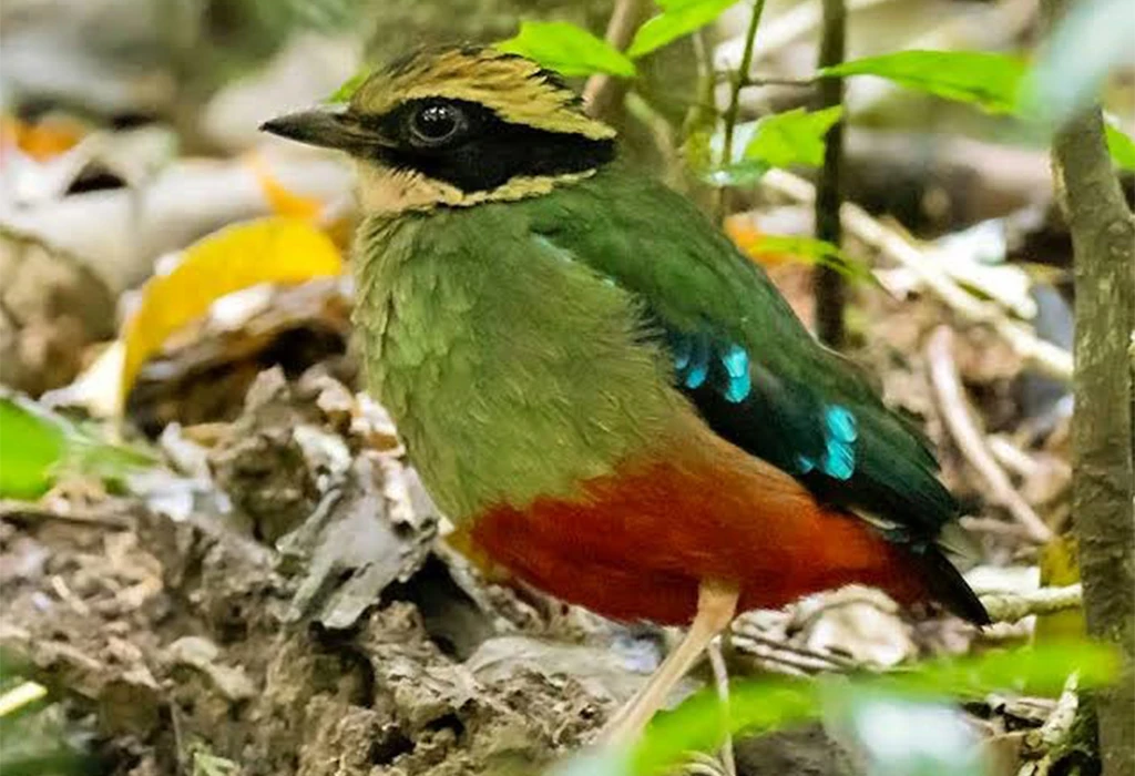 Rare Birds in the Rift Valley Region