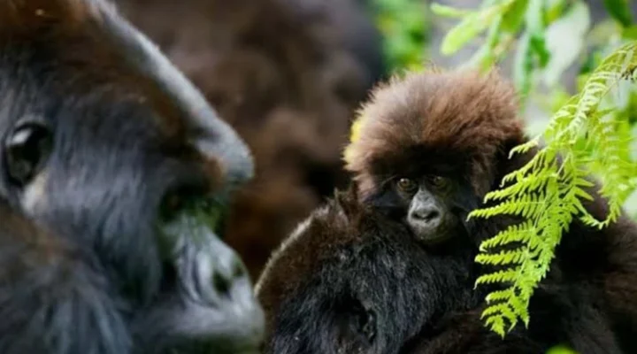 Rwanda Safari Routes for First-Time Visitors.