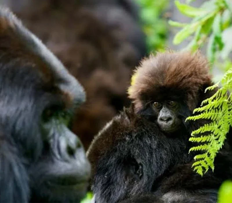 Rwanda Safari Routes for First-Time Visitors.