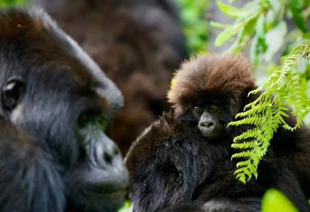 Rwanda Safari Routes for First-Time Visitors.