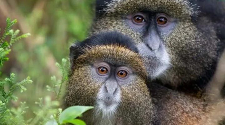Rwanda, Uganda and Tanzania honeymoon safari.