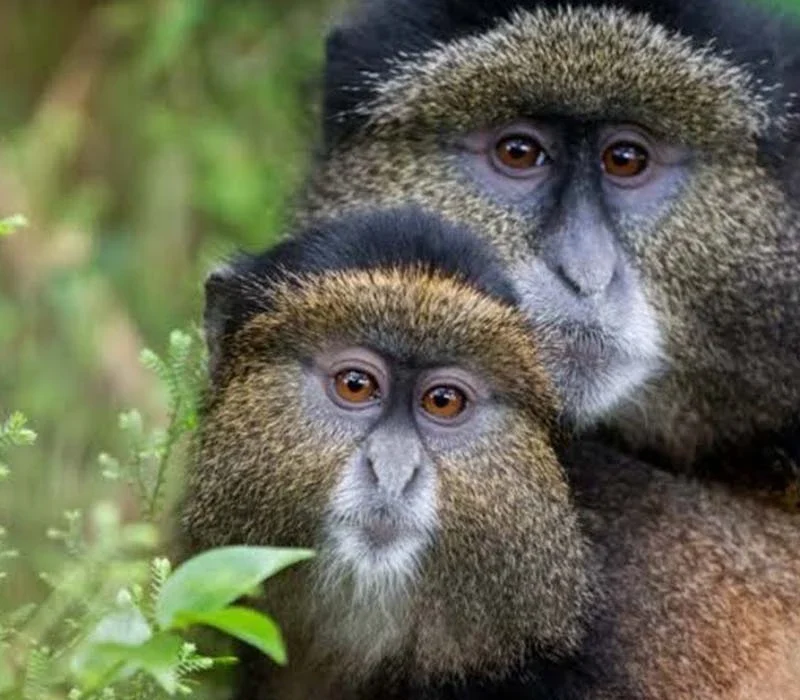 Rwanda, Uganda and Tanzania honeymoon safari.