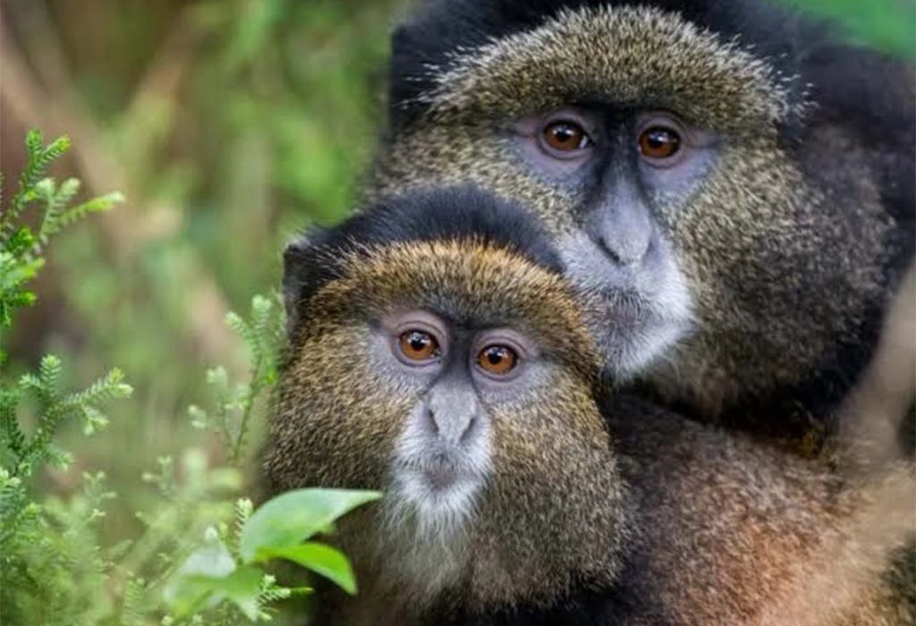 Rwanda, Uganda and Tanzania honeymoon safari.
