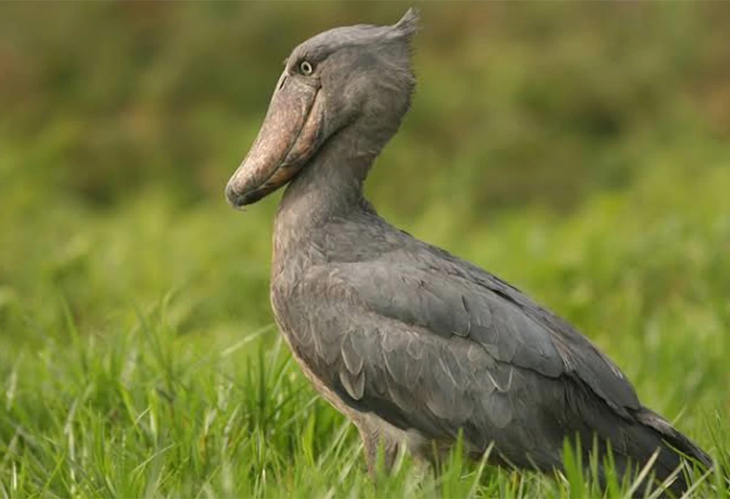 The Shoebill