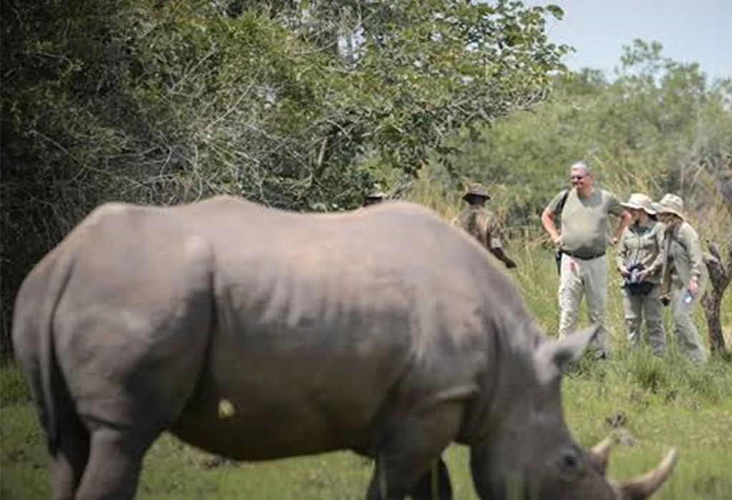 Track Rhinos at Ziwa Rhino Sanctuary