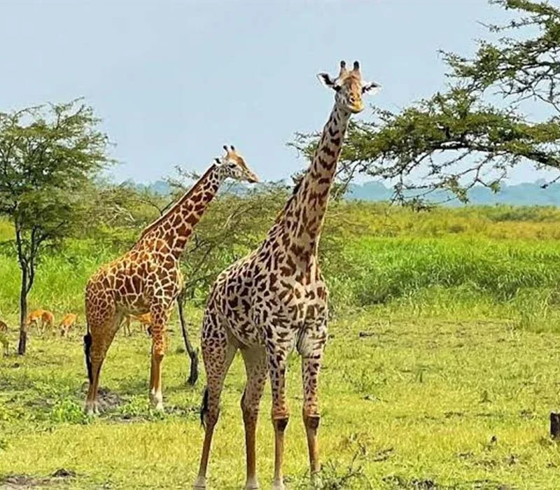 Where to Spot Giraffes in Uganda.