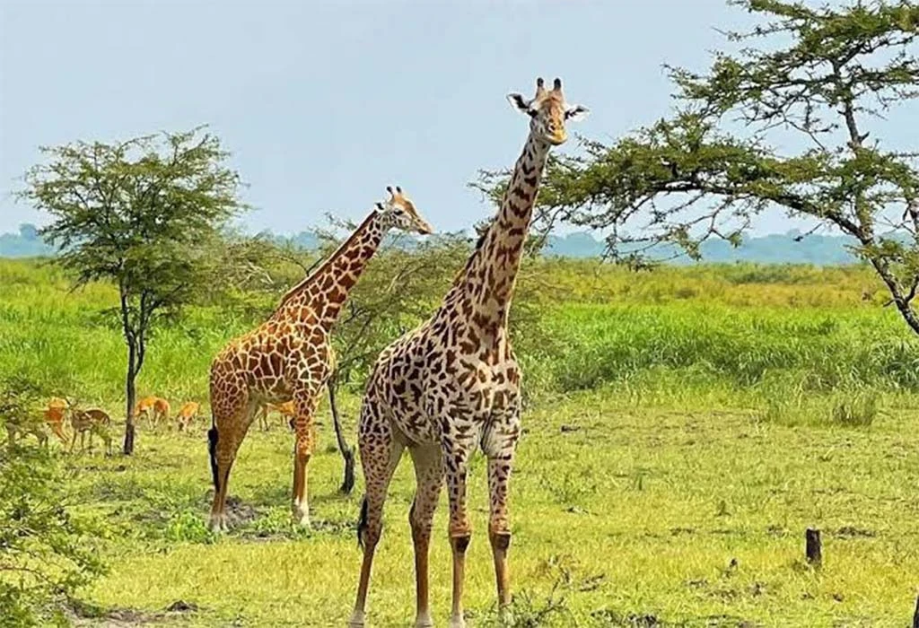 Where to Spot Giraffes in Uganda.