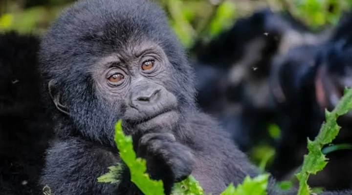 Discover the Best Tips for Organizing an Elderly Gorilla Trekking Safari.