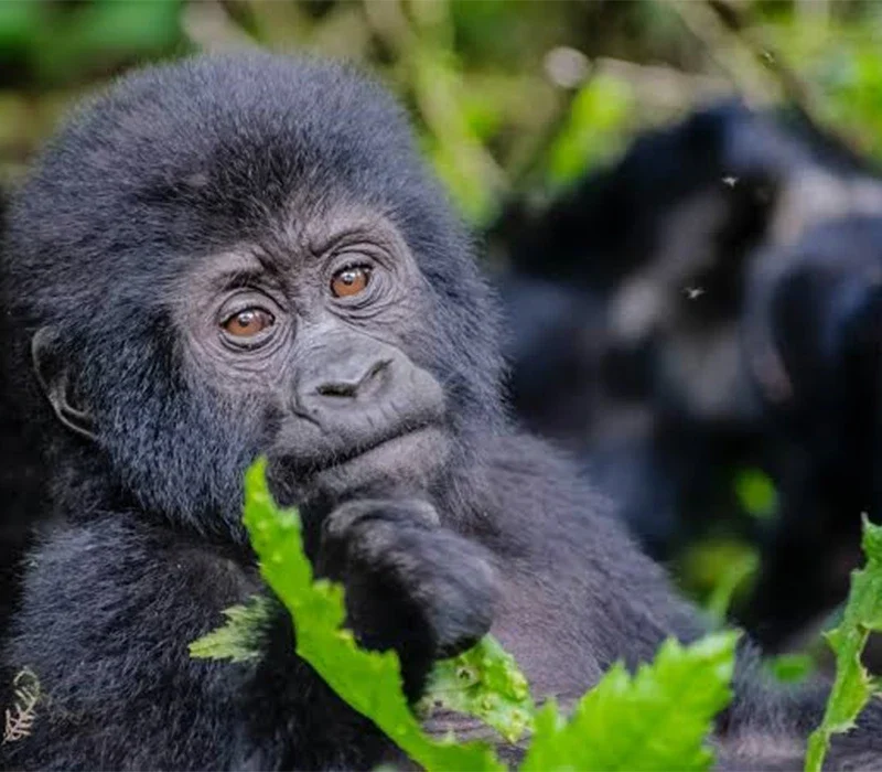Discover the Best Tips for Organizing an Elderly Gorilla Trekking Safari.