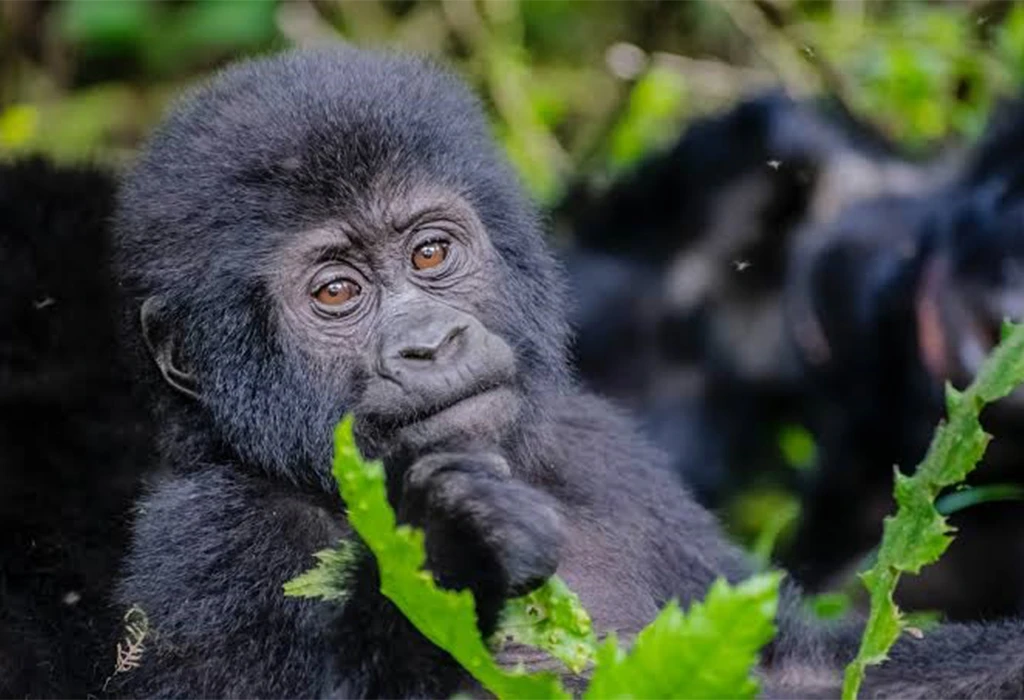 Discover the Best Tips for Organizing an Elderly Gorilla Trekking Safari.
