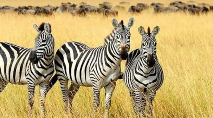 East African Safari